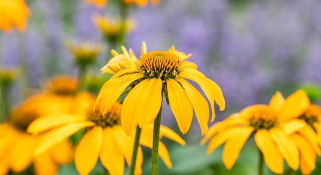 Echinacea 'Guatemala™ Gold'