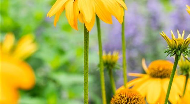 Echinacea 'Guatemala™ Gold'