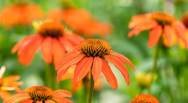 Echinacea 'Guatemala™ Papaya'