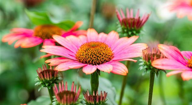 Echinacea 'Panama™ Rose'