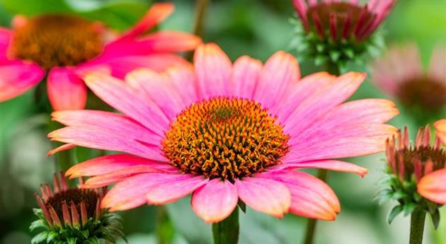 Echinacea 'Panama™ Rose'