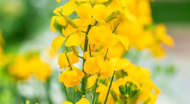 Erysimum linifolium 'Sunstrong™ Yellow'