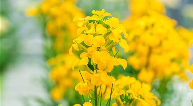 Erysimum linifolium 'Sunstrong™ Yellow'