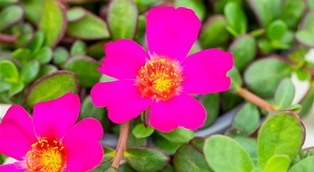 Portulaca oleracea 'Pazzaz Nano™ Fuchsia Improved'