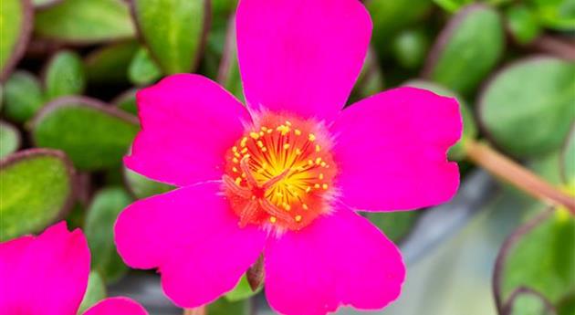 Portulaca oleracea 'Pazzaz Nano™ Fuchsia Improved'