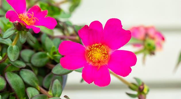 Portulaca oleracea 'Pazzaz Nano™ Fuchsia Improved'