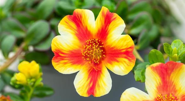 Portulaca oleracea 'Mega Pazzaz™ Papaya Twist'