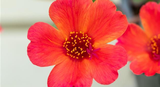 Portulaca oleracea 'Mega Pazzaz™ Tropical Twist'