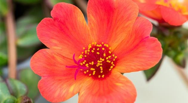 Portulaca oleracea 'Mega Pazzaz™ Tropical Twist'