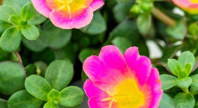 Portulaca oleracea 'Pazzaz Nano™ Candy Pink'