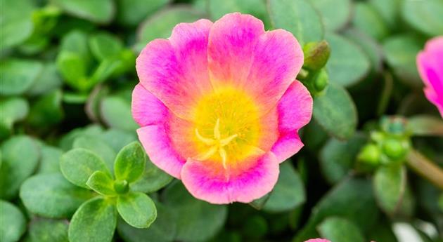 Portulaca oleracea 'Pazzaz Nano™ Candy Pink'