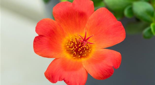 Portulaca oleracea 'Pazzaz Nano™ Deep Orange'