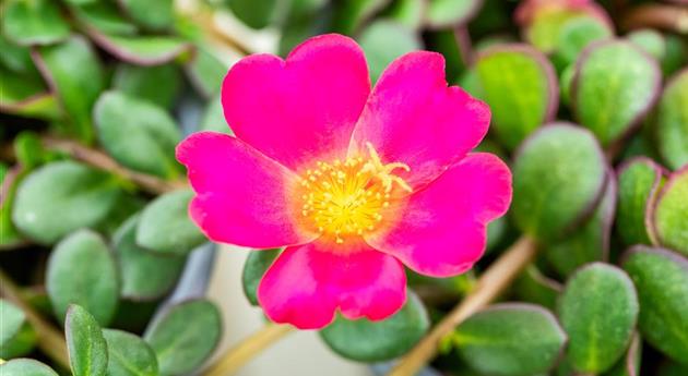 Portulaca oleracea 'Mega Pazzaz™ Fuchsia'