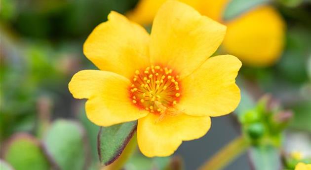 Portulaca oleracea 'Pazzaz Nano™ Mango'