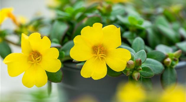 Portulaca oleracea 'Pazzaz Nano™ Yellow'