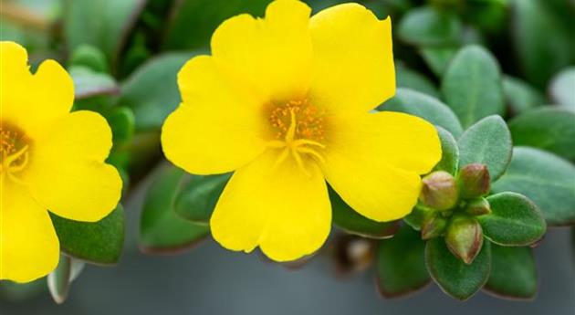 Portulaca oleracea 'Pazzaz Nano™ Yellow'