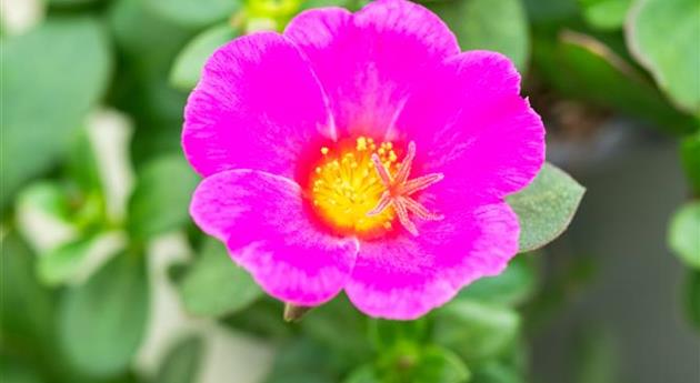 Portulaca oleracea 'Mixis™ Party Pazzaz™'