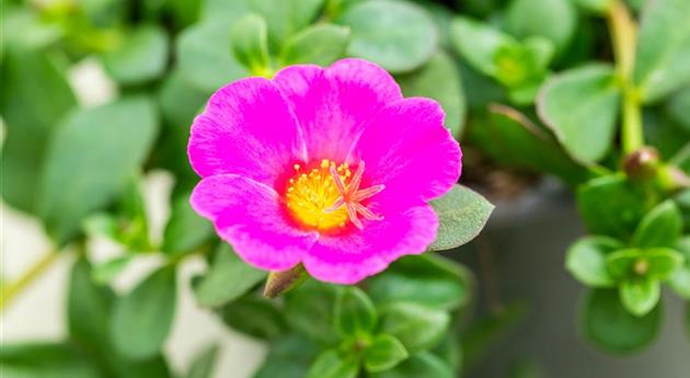 Portulaca oleracea 'Mixis™ Party Pazzaz™'