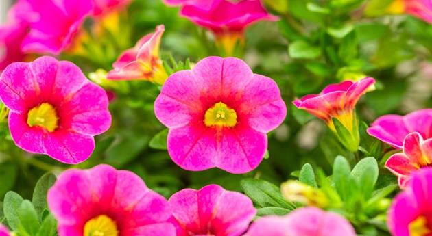 Calibrachoa 'Ombre™ Bahma'