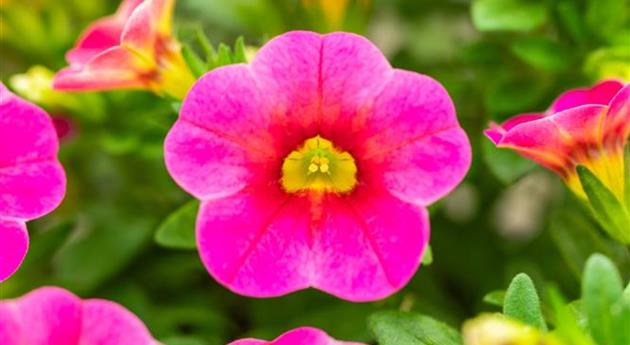 Calibrachoa 'Ombre™ Bahma'