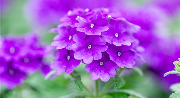 Verbena 'Vanessa™ Purple'