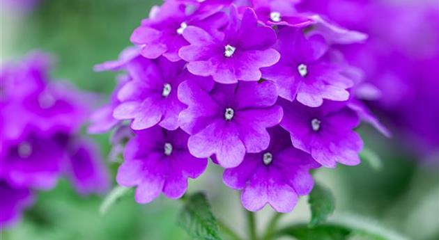 Verbena 'Vanessa™ Purple'