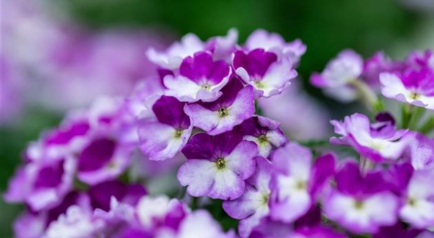 Verbena 'Vanessa™ Compact Bicolor Purple'