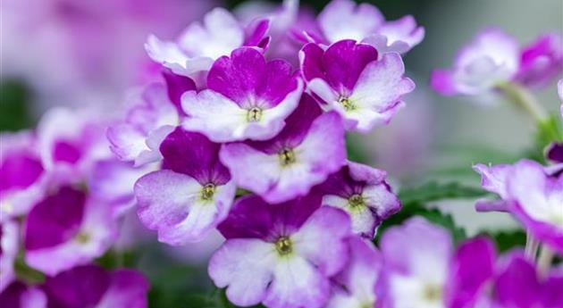 Verbena 'Vanessa™ Compact Bicolor Purple'