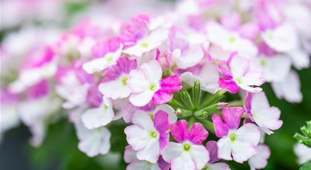 Verbena 'Vanessa™ Compact Bicolor Rose'