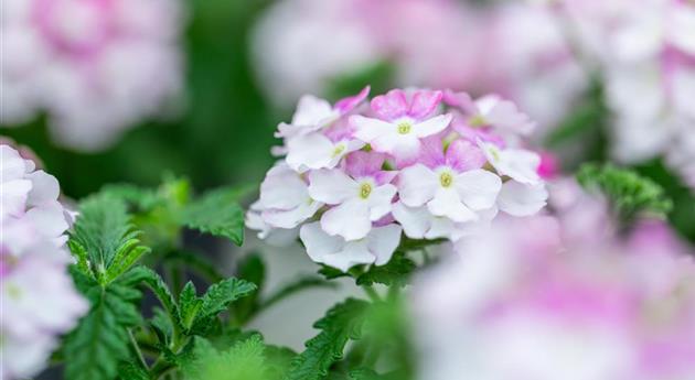 Verbena 'Vanessa™ Compact Bicolor Rose'