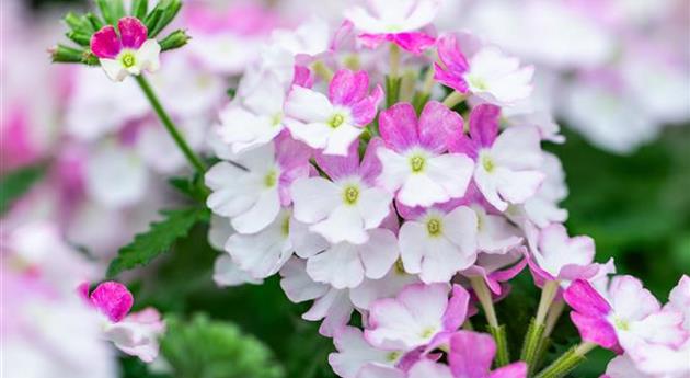 Verbena 'Vanessa™ Compact Bicolor Rose'