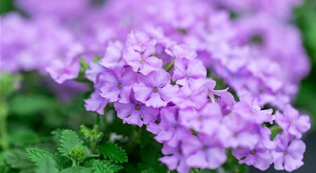 Verbena 'Vanessa™ Compact Lavender'