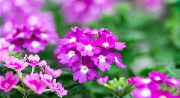 Verbena 'Vanessa™ Compact Violet'