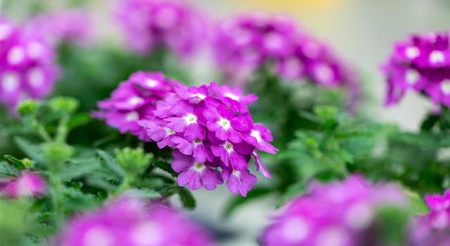 Verbena 'Vanessa™ Compact Violet'