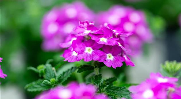 Verbena 'Vanessa™ Compact Violet'