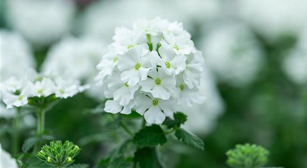 Verbena 'Vanessa™ Compact White'