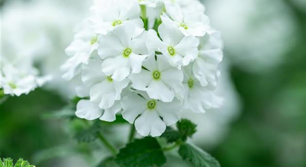 Verbena 'Vanessa™ Compact White'