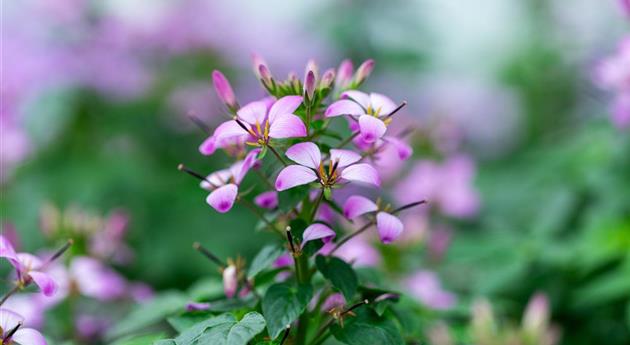 Cleome hassleriana 'Clio™ Magenta'