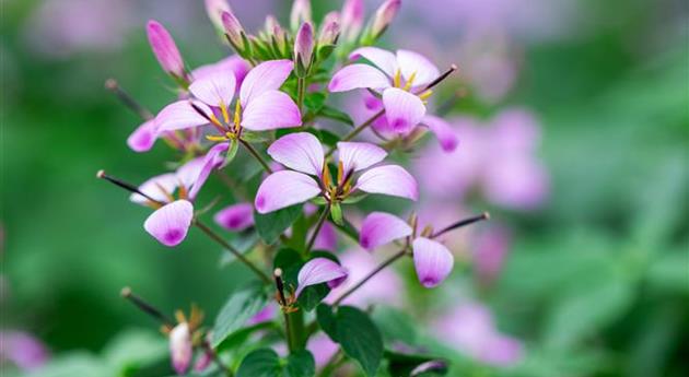 Cleome hassleriana 'Clio™ Magenta'