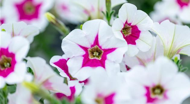 Petunia 'Capella™ Rim Fuchsia'