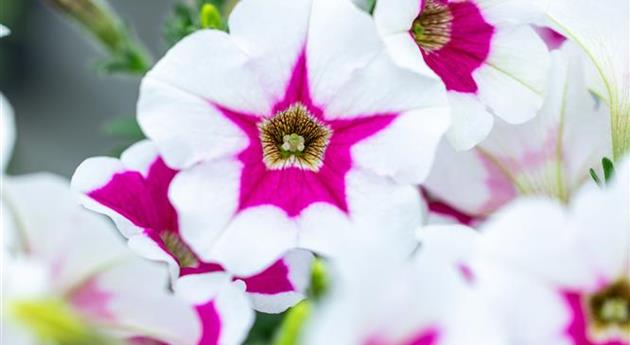 Petunia 'Capella™ Rim Fuchsia'