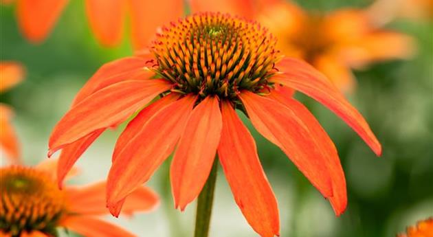 Echinacea 'Guatemala™ Papaya'