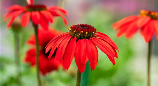 Echinacea 'Panama™ Red'