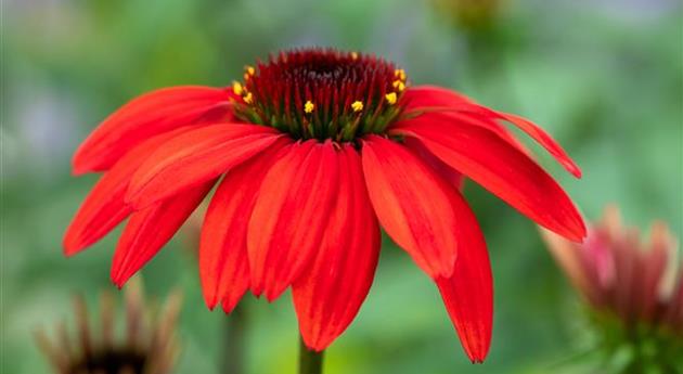 Echinacea 'Panama™ Red'