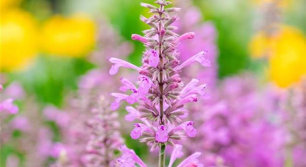 Agastache 'Sunny Sparks™ Pink Glow'