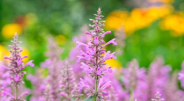 Agastache 'Sunny Sparks™ Pink Glow'