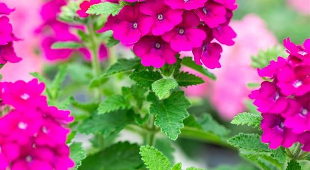 Verbena 'Vanessa™ Compact Bordeaux'