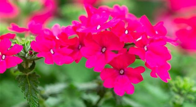 Verbena 'Vanessa™ Compact Neon Pink'