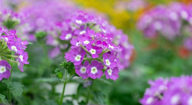 Verbena 'Vanessa™ Compact Optik Lavender'