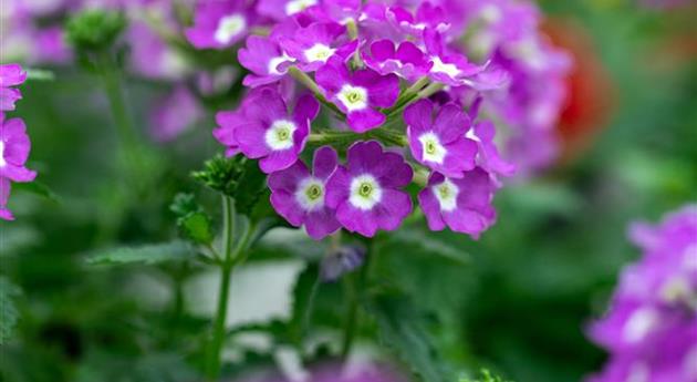 Verbena 'Vanessa™ Compact Optik Lavender'